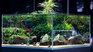 BEAUTIFUL AQUASCAPE with 360 view  Cinematic short by Green Aqua [upl. by Cleodal]