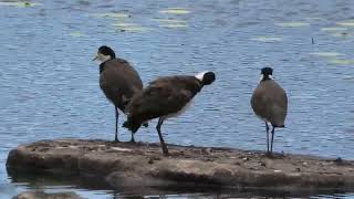 Masked Lapwing 23 [upl. by Kreitman]