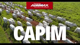 Sementes Agromax Aumente os lucros na sua Fazenda com a melhor Sementes de Capim da safra 2024 [upl. by Aiciruam]