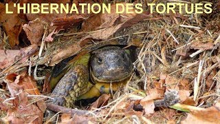 HIBERNATION DES TORTUES PARTIE 1 [upl. by Brina]