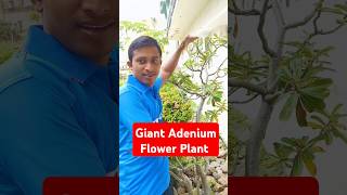 Giant Adenium Flower Plant  Big Size Desert Rose Plant youtube Adeniumdailyplantcareshortsyt [upl. by Ailegna]