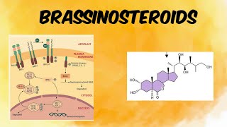 Brassinosteroids  Discovery Biosynthesis Functions amp Signal transduction [upl. by Boj626]