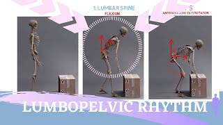 LUMBOPELVIC RHYTHM ANIMATION  Sequence and Range of Motion Explained [upl. by Stephine]