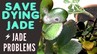 Jade Plant Problems and Pests  Save a DYING Crassula Ovata  MOODY BLOOMS [upl. by Healey]