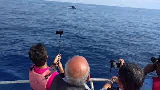 Blue whale in Indian Ocean Sri lanka [upl. by Metzger]