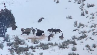 Junction Butte Wolf Pack Surrounds Grizzly Bear in Yellowstone National Park December 29 2019 [upl. by Reidid706]