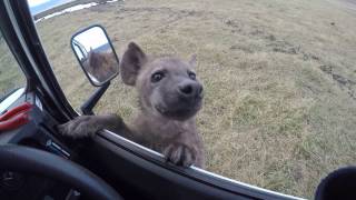 Curious spotted hyena jumps on car  Ngorongoro Crater [upl. by Neela42]