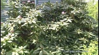 3 Minute Gardener  Rhododendrons [upl. by Nivre]