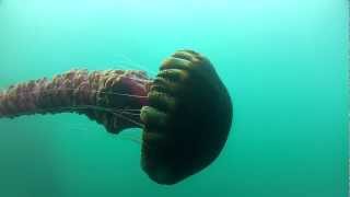 Black Sea Nettle Chrysaora achlyos [upl. by Boycey]