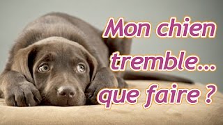 Mon chien tremble que faire [upl. by Mccord414]