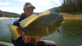 Bass Fishing For 6 lb Smallmouth  Swimbaits Crankbaits and 100 Mile Runs [upl. by Sidonnie]