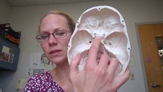 Human Anatomy 1Lab Sphenoid Bone [upl. by Manvil]