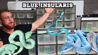 REAL LIFE BLUE VIPERS [upl. by Notserp]