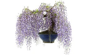 Japanese Wisteria bonsai blossom in April [upl. by Willem]