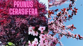 Beautiful Newport Flowering Purple Leaf Plum Tree With Amazing White and Pink Flowers [upl. by Accemahs]