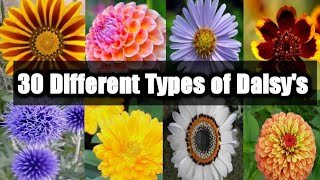 30 Different Types of Daisys [upl. by Htide]