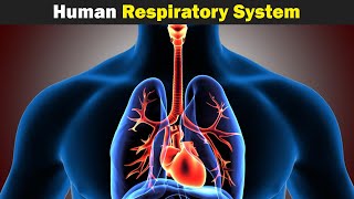 The Human Respiratory System UrduHindi [upl. by Maddock]