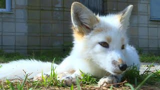 Domesticated foxes in Siberia offer scientific insights  AFP [upl. by Hali423]