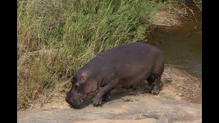 Kruger National Park Shalati August 2024 [upl. by Hairu]