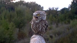 Verso della Civetta  little owl Athene noctua 133 fototrappolaggio a Corte Franca [upl. by Nilam]