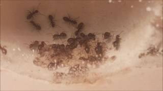 Lasius niger kolonie [upl. by Ardnuaed]