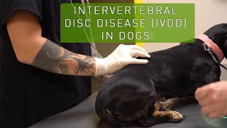 What is a herniated disc in dogs [upl. by Adeys397]