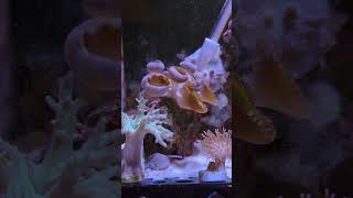 Feeding Palythoa Coral feat Zombie SnailColin the Shrimp coral love reefkeeping life aquarium [upl. by Dougald]