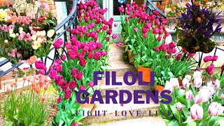 Filoli Enchanting Gardens Tour Spring 2021Tulips Season Woodside California  Part 1 [upl. by Graubert]