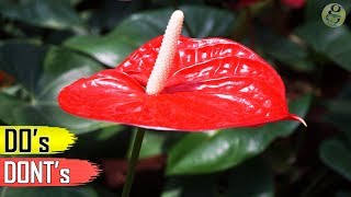 ANTHURIUM PLANT CARE TIPS – INDOOR FLOWERING PLANT [upl. by Adniralc]