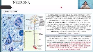 HISTOLOGÍA TEJIDO NERVIOSO [upl. by Klos]