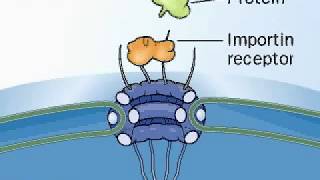 Importin  Karyopherin  Nuclear Localization Sequences NLS  Nuclear Protein Import Cycle [upl. by Anoyi]