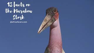 13 facts on the Marabou Stork  check out my blog [upl. by Alegnaoj]