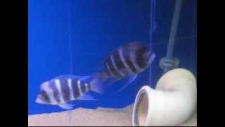 Cyphotilapia Gibberosa quotSamazi Bluequot [upl. by Elehcor]