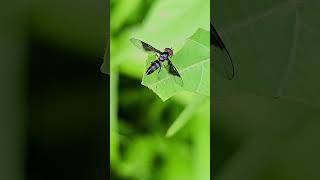 Blue striped hoverfly Playa del Carmen Mexico tropical Caribbean jungle insect life nature explore [upl. by Veno]