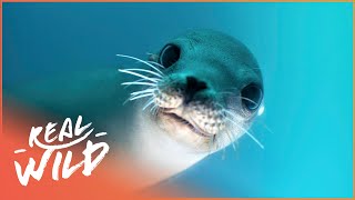 Saving Canadas Stellar Sea Lion From Extinction  The Blue Realm  Real Wild [upl. by Lynad]