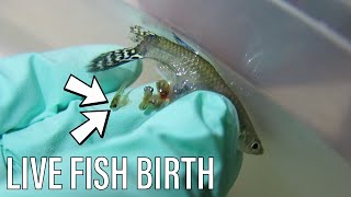 EMERGENCY Guppy Fish Birth  Live Birth [upl. by Bills]