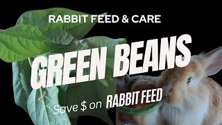 How to safely feed rabbits green beans and plants [upl. by Rowen]