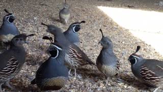 Gambel amp Valley Quail [upl. by Arul73]