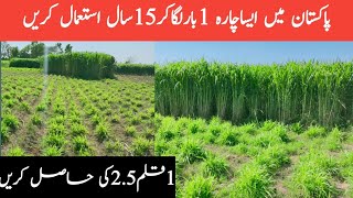 Super Napier grasssuper Napier grass farming in Pakistansuper Napier grass dairy farmAsim Faiz [upl. by Annirtak]