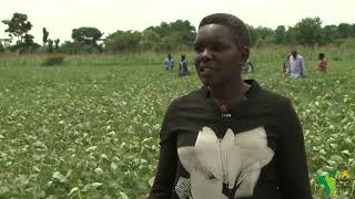 Sasakawa Africa Association SAA Uganda Introductory Video English [upl. by Garihc]