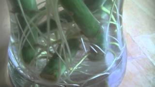 Propagating Dieffenbachia Cuttings from an Adult Plant [upl. by Dera]