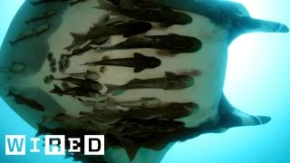 Everything You Need to Know About Those Fish That Attach to Sharks [upl. by Siloum]