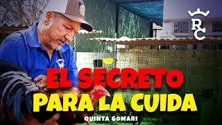 Gallos El Secreto  Cuida de Gallos  La importancia del Punteo  Quinta Gomari 4 parte [upl. by Hedvige]