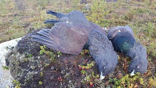 Streife auf Auerhahn und Birkwild  Hunter Brothers [upl. by Erialcyram]