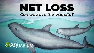 Net Loss New Abundance Estimate Reveals That Mexico’s Vaquita Faces Imminent Extinction [upl. by Swehttam]