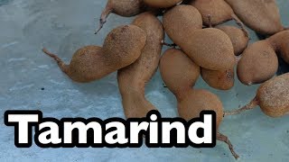 All About Tamarind [upl. by Assenaj745]