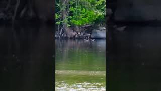 They moved super fast uprivernature birds duck wildlife [upl. by Enaj]