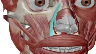 Facial Muscles Muscles of Expression [upl. by Chip]