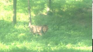 powerful Asiatic lion roar [upl. by Nyleahs991]