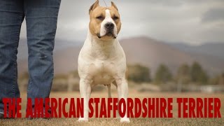 AMERICAN STAFFORDSHIRE TERRIER  THE CIVILIZED PIT BULL [upl. by Repooc285]